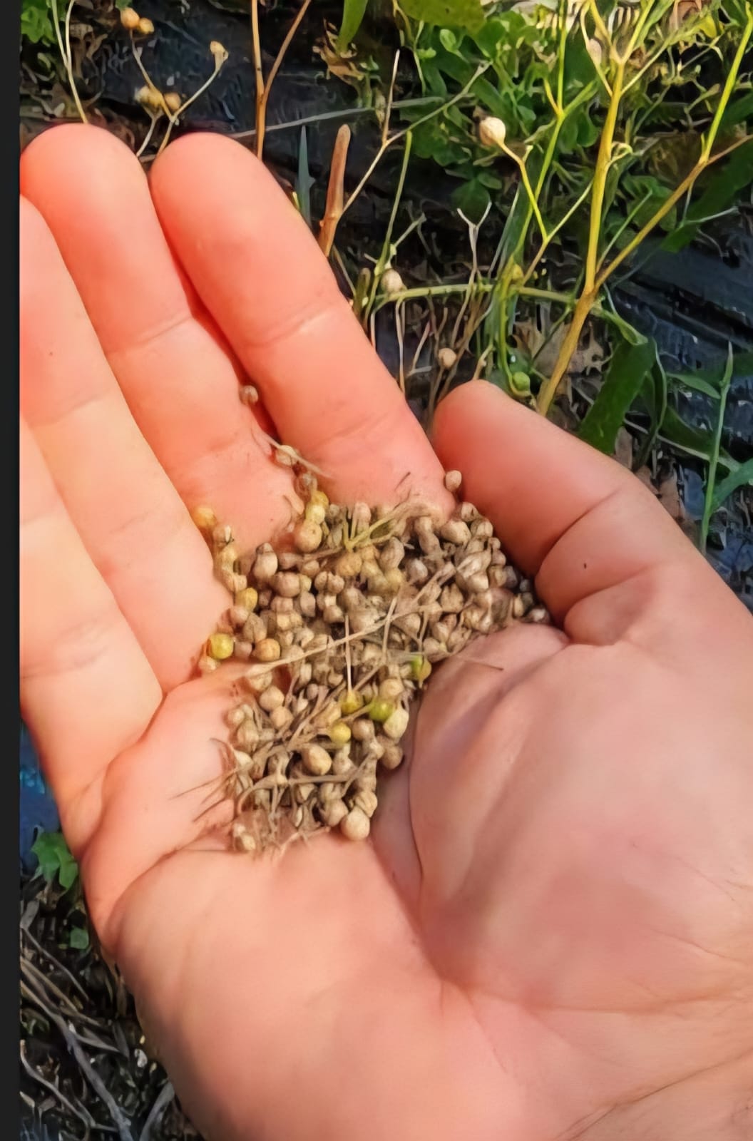 Coriander Seeds